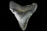 Fossil Megalodon Tooth - North Carolina #80847-1